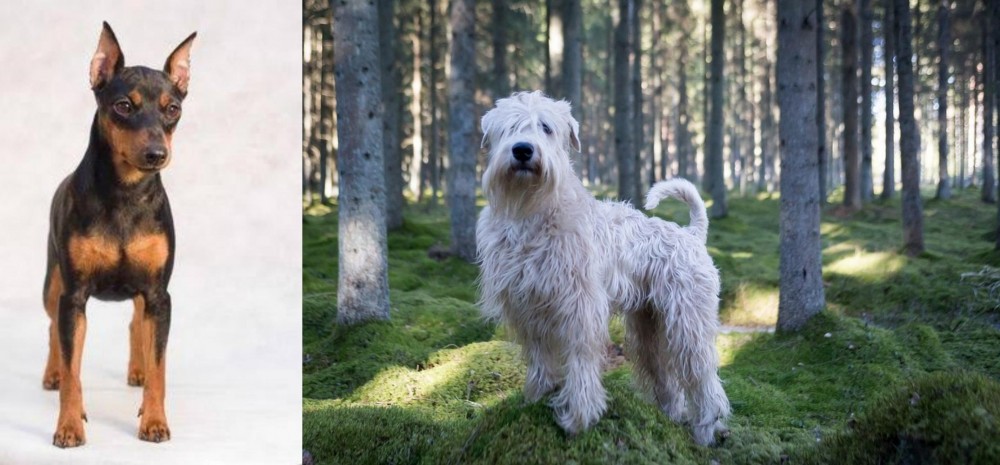 Soft-Coated Wheaten Terrier vs Miniature Pinscher - Breed Comparison