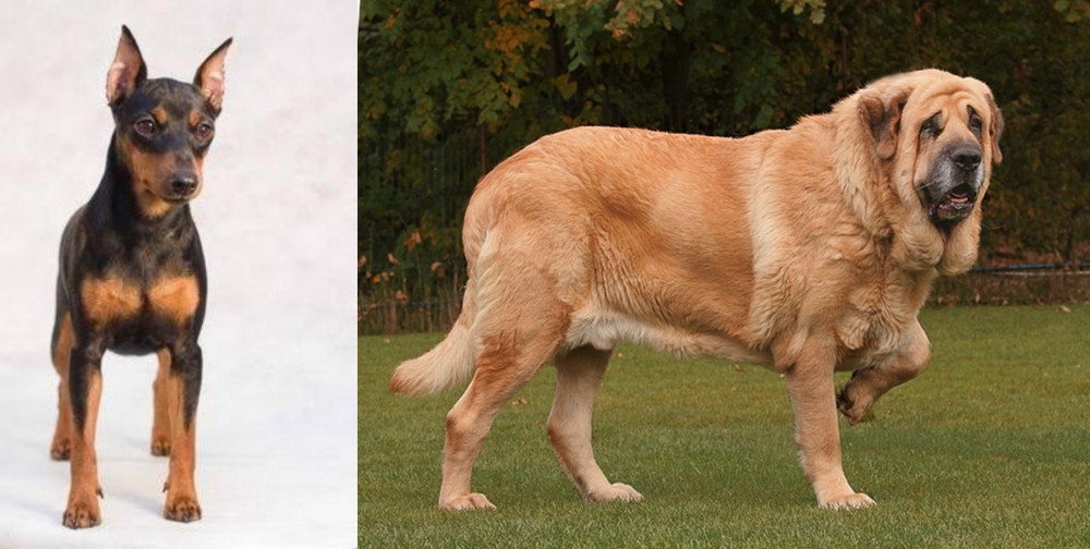Spanish Mastiff vs Miniature Pinscher - Breed Comparison