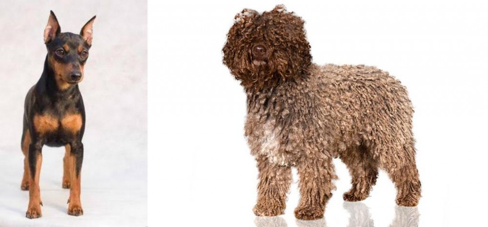 Spanish Water Dog vs Miniature Pinscher - Breed Comparison