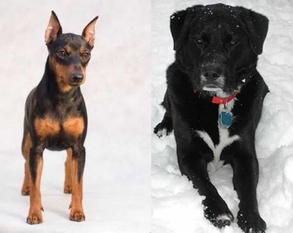 St. John's Water Dog vs Miniature Pinscher - Breed Comparison
