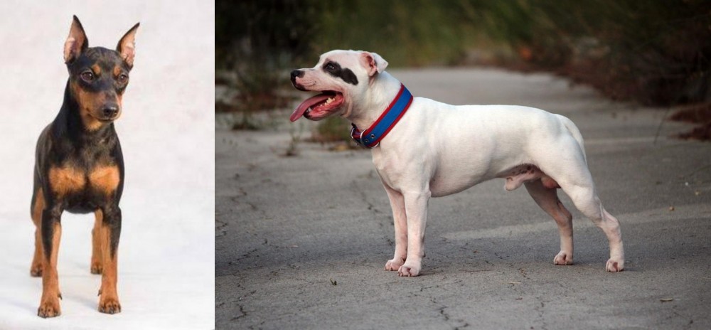 Staffordshire Bull Terrier vs Miniature Pinscher - Breed Comparison
