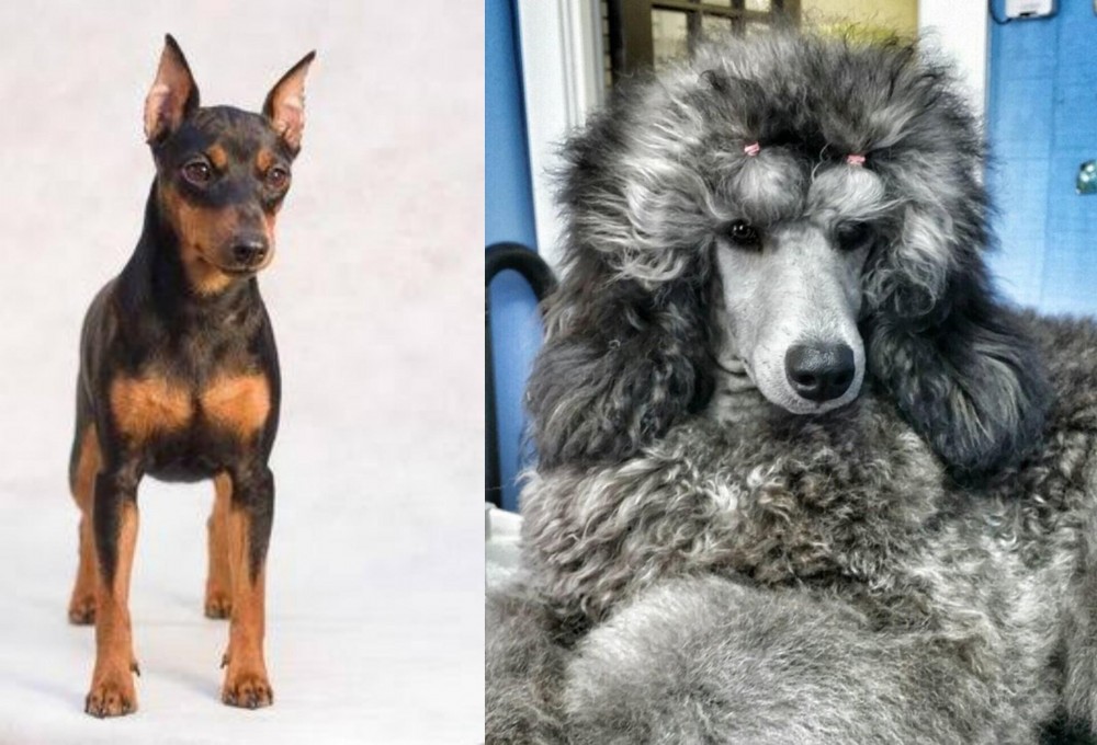 Standard Poodle vs Miniature Pinscher - Breed Comparison