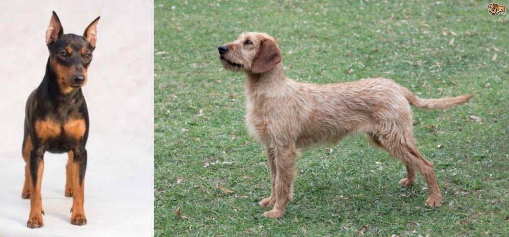 Styrian Coarse Haired Hound vs Miniature Pinscher - Breed Comparison
