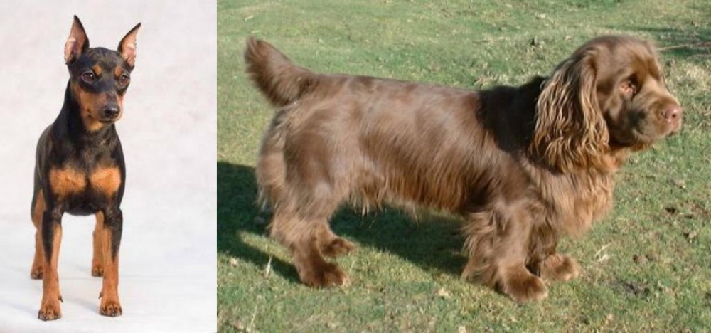 Sussex Spaniel vs Miniature Pinscher - Breed Comparison
