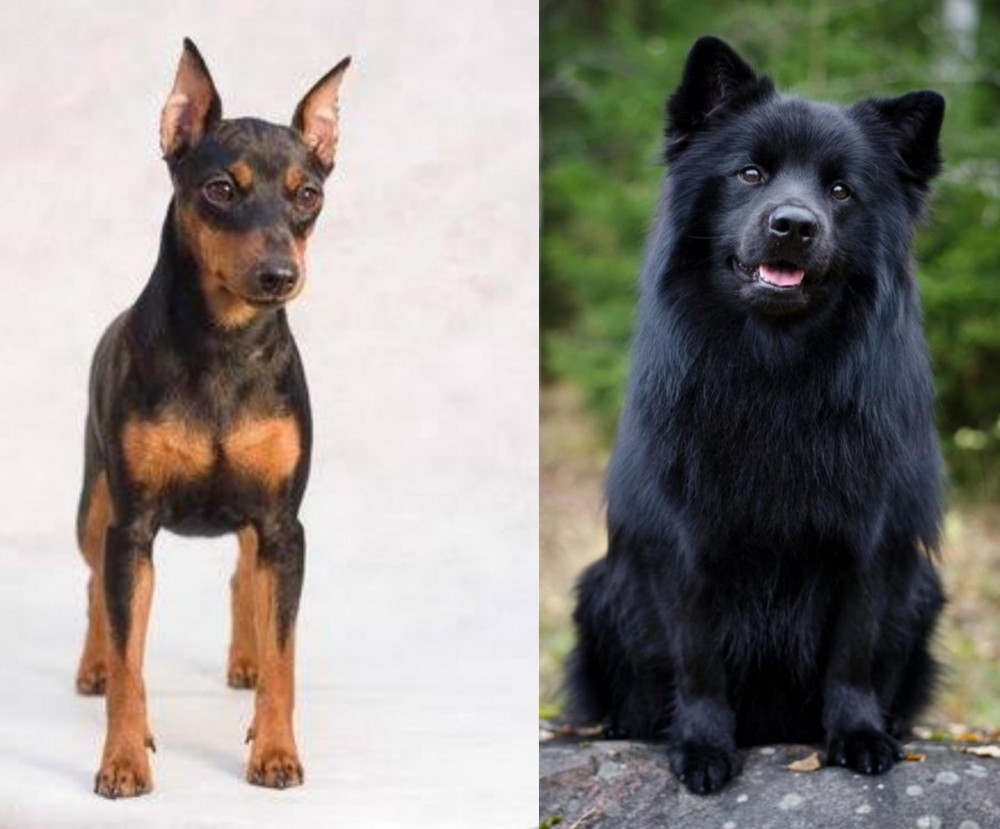 Swedish Lapphund vs Miniature Pinscher - Breed Comparison