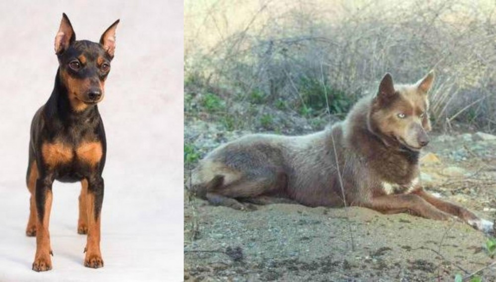 Tahltan Bear Dog vs Miniature Pinscher - Breed Comparison
