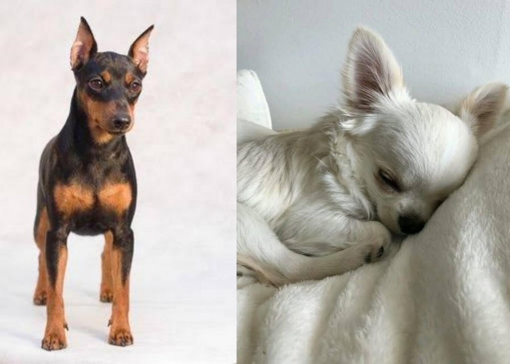 Tea Cup Chihuahua vs Miniature Pinscher - Breed Comparison
