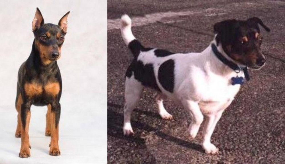 Teddy Roosevelt Terrier vs Miniature Pinscher - Breed Comparison