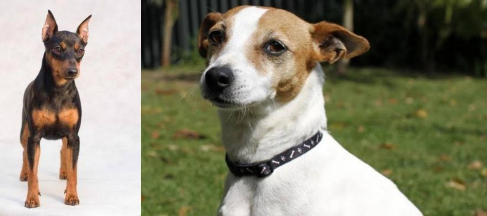 Tenterfield Terrier vs Miniature Pinscher - Breed Comparison