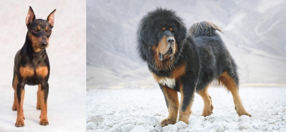 Tibetan Mastiff vs Miniature Pinscher - Breed Comparison
