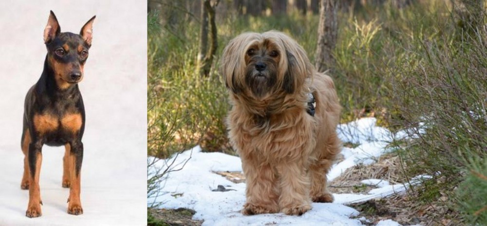 Tibetan Terrier vs Miniature Pinscher - Breed Comparison