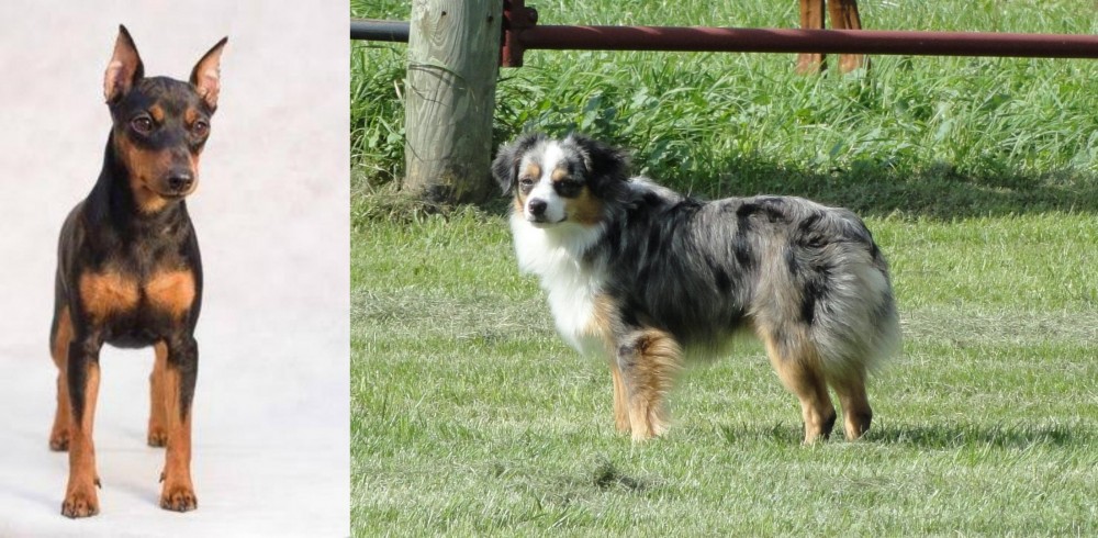 Toy Australian Shepherd vs Miniature Pinscher - Breed Comparison