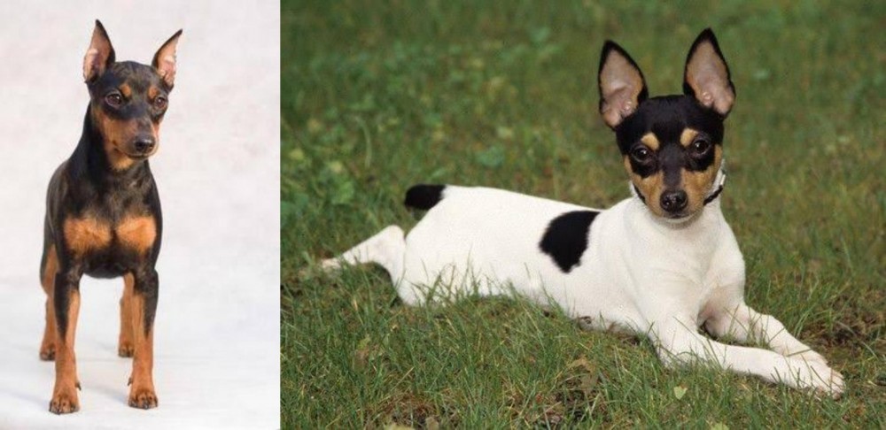 Toy Fox Terrier vs Miniature Pinscher - Breed Comparison