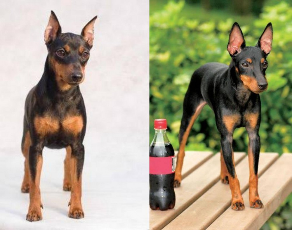 Toy Manchester Terrier vs Miniature Pinscher - Breed Comparison