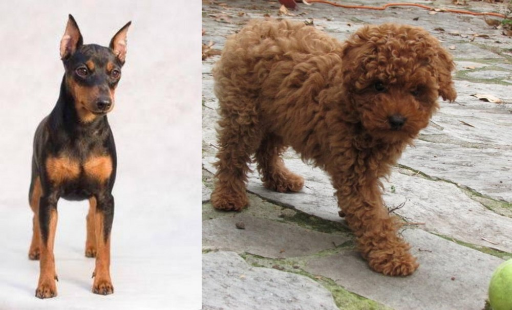Toy Poodle vs Miniature Pinscher - Breed Comparison