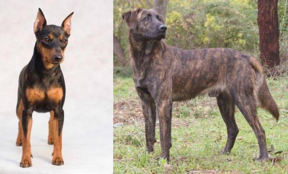 Treeing Tennessee Brindle vs Miniature Pinscher - Breed Comparison