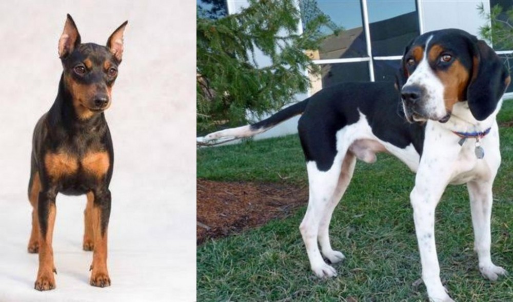 Treeing Walker Coonhound vs Miniature Pinscher - Breed Comparison
