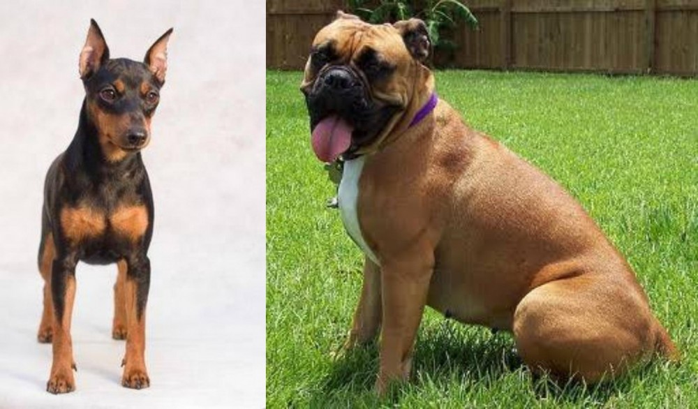 Valley Bulldog vs Miniature Pinscher - Breed Comparison