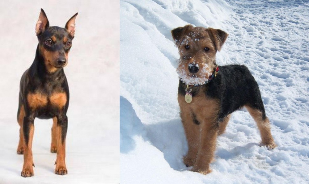 Welsh Terrier vs Miniature Pinscher - Breed Comparison