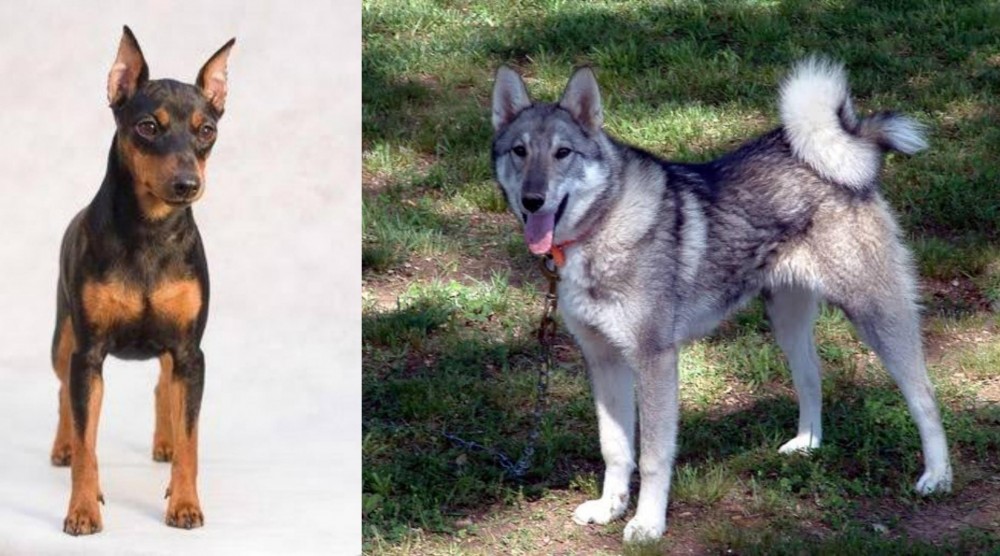 West Siberian Laika vs Miniature Pinscher - Breed Comparison