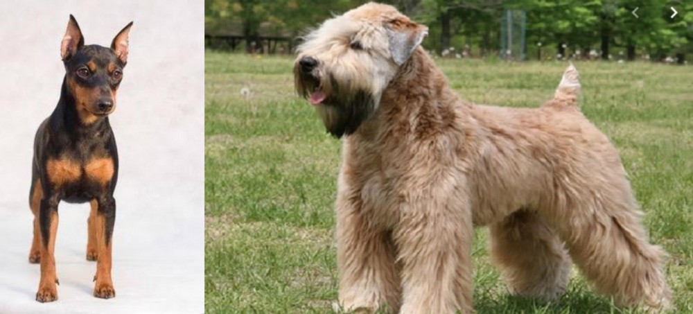 Wheaten Terrier vs Miniature Pinscher - Breed Comparison