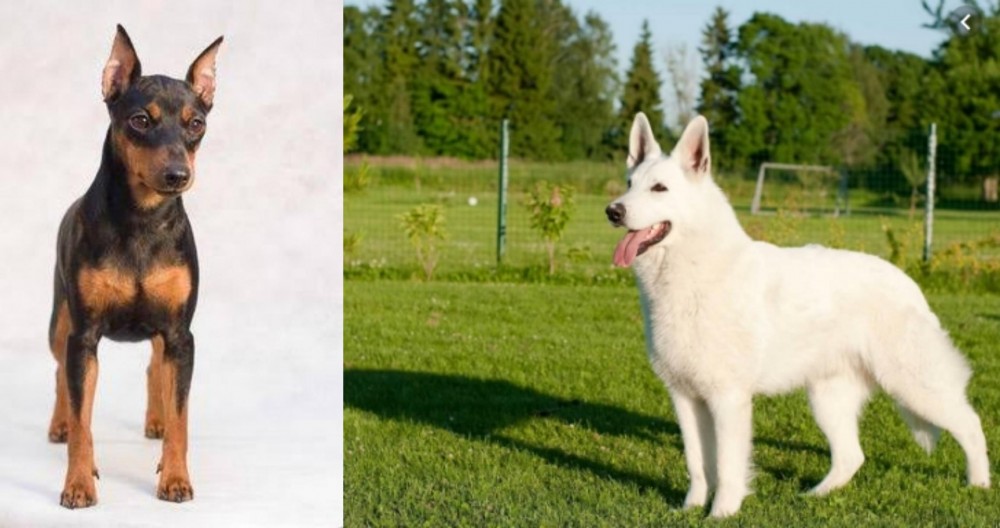 White Shepherd vs Miniature Pinscher - Breed Comparison