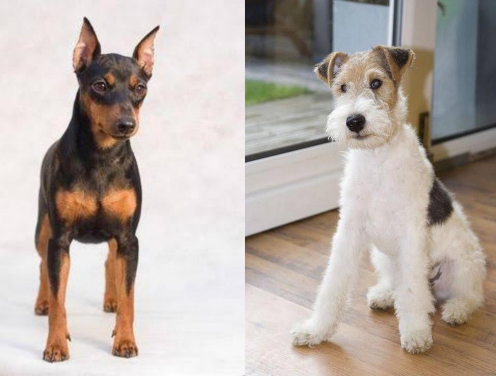 Wire Fox Terrier vs Miniature Pinscher - Breed Comparison