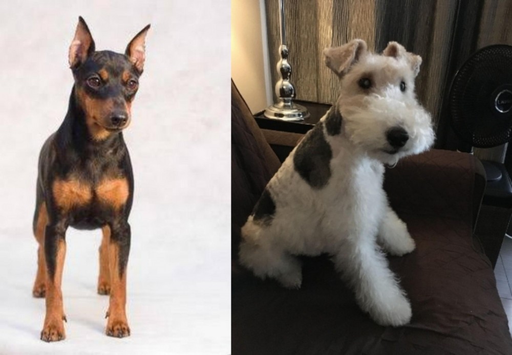 Wire Haired Fox Terrier vs Miniature Pinscher - Breed Comparison