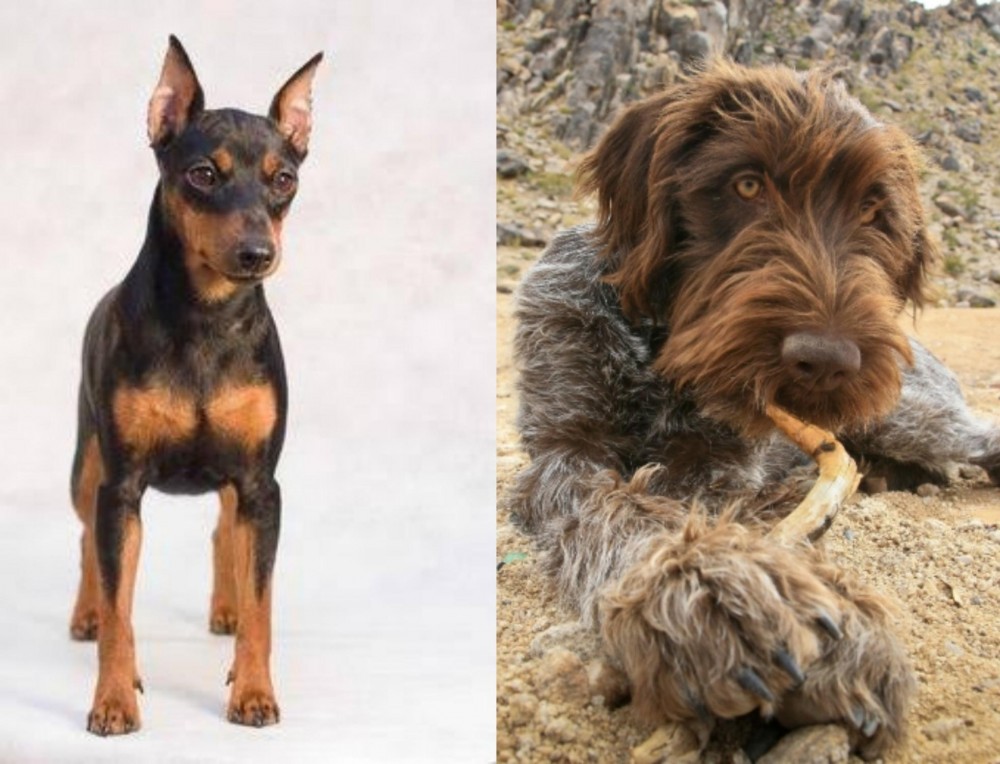 Wirehaired Pointing Griffon vs Miniature Pinscher - Breed Comparison