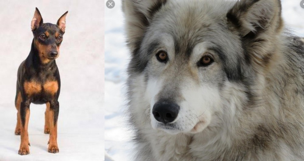 Wolfdog vs Miniature Pinscher - Breed Comparison