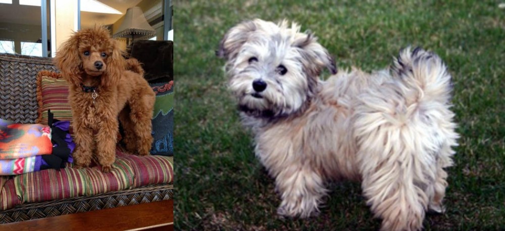 Havapoo vs Miniature Poodle - Breed Comparison