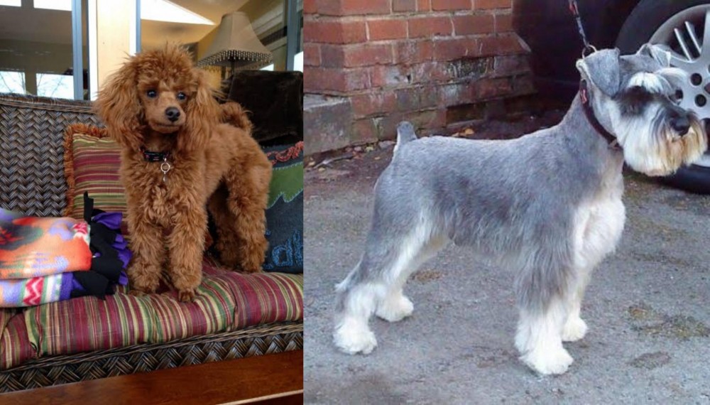 Miniature Schnauzer vs Miniature Poodle - Breed Comparison