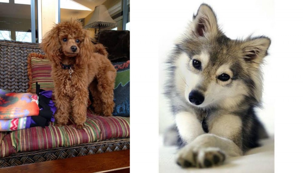 Miniature Siberian Husky vs Miniature Poodle - Breed Comparison