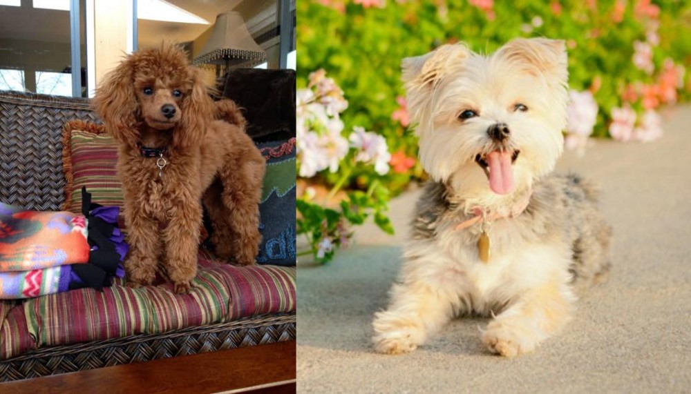 Morkie vs Miniature Poodle - Breed Comparison