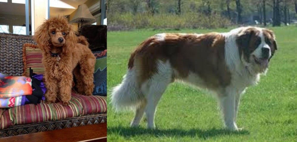 Moscow Watchdog vs Miniature Poodle - Breed Comparison