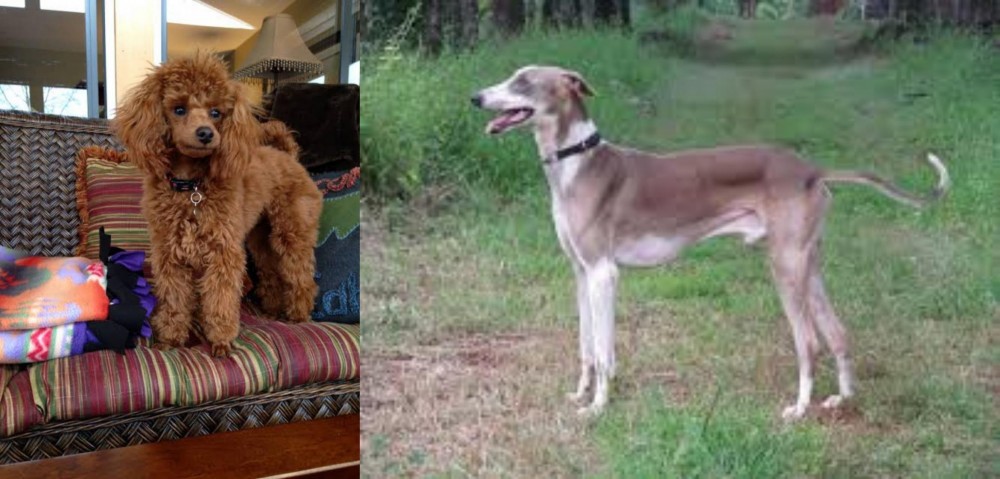 Mudhol Hound vs Miniature Poodle - Breed Comparison