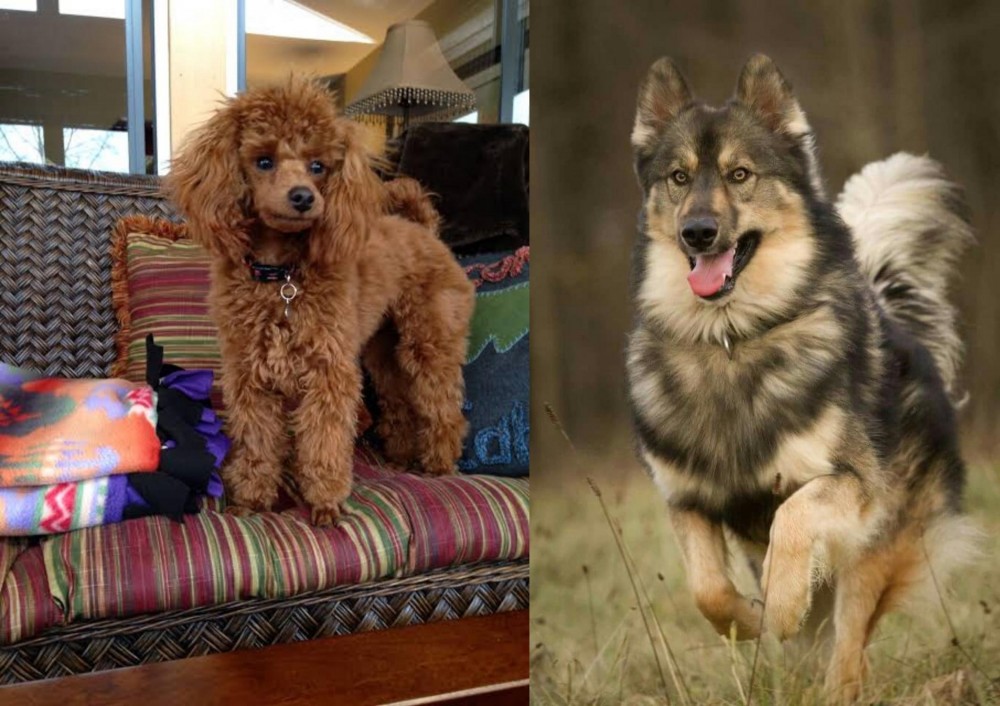 Native American Indian Dog vs Miniature Poodle - Breed Comparison