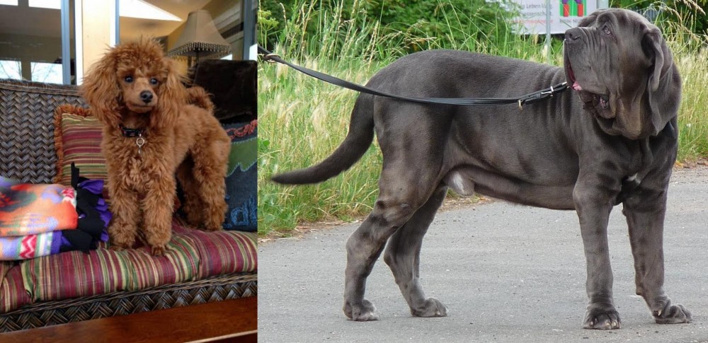 Neapolitan Mastiff vs Miniature Poodle - Breed Comparison