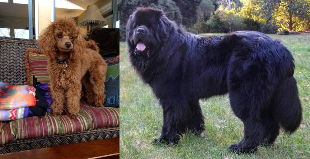 Newfoundland Dog vs Miniature Poodle - Breed Comparison