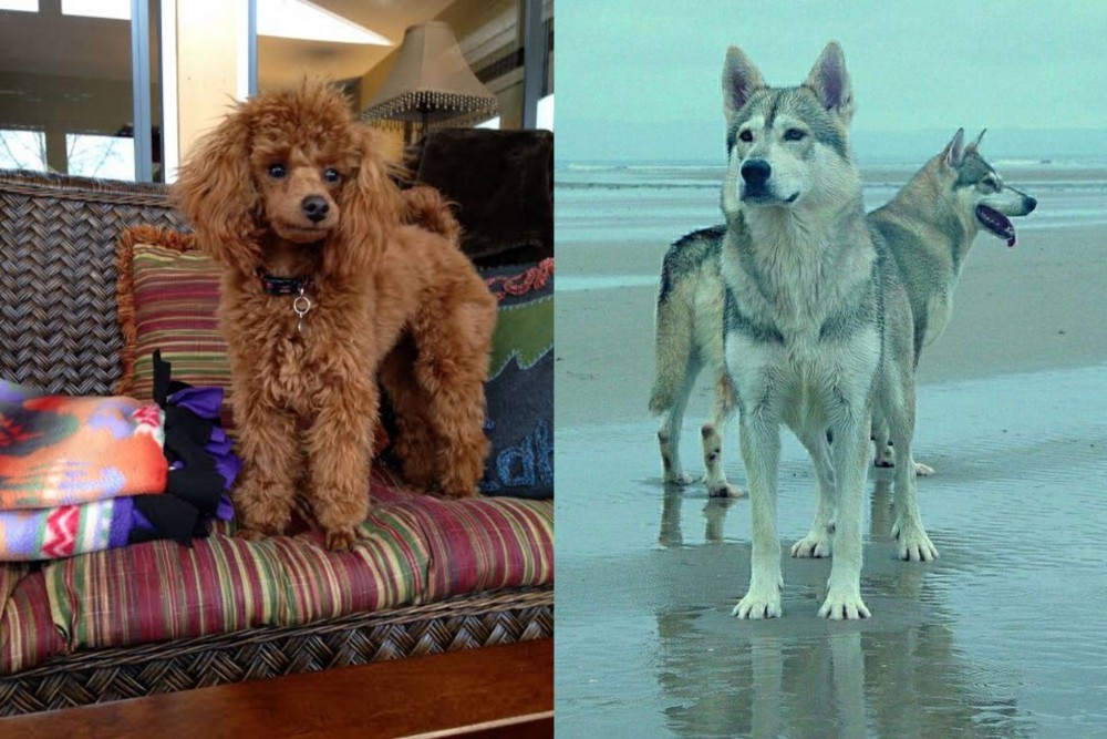 Northern Inuit Dog vs Miniature Poodle - Breed Comparison