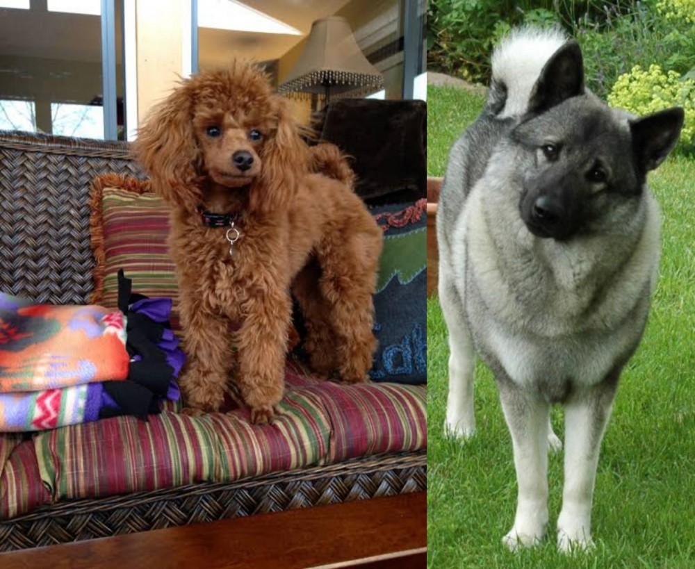 Norwegian Elkhound vs Miniature Poodle - Breed Comparison