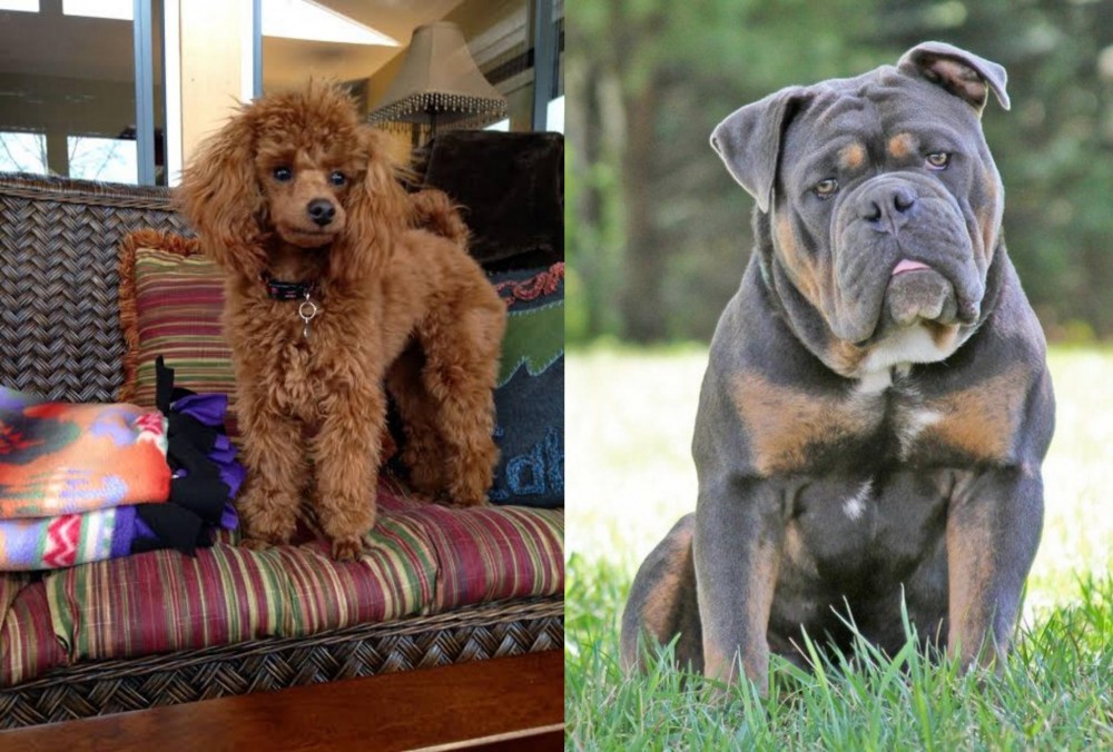 Olde English Bulldogge vs Miniature Poodle - Breed Comparison
