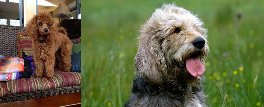 Otterhound vs Miniature Poodle - Breed Comparison
