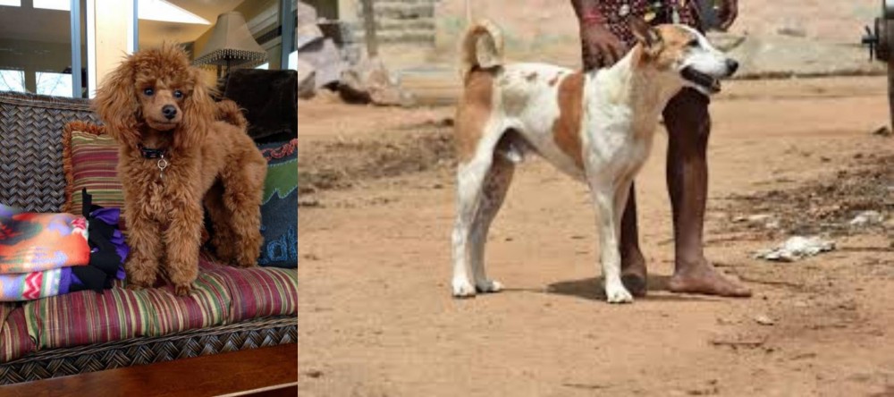 Pandikona vs Miniature Poodle - Breed Comparison