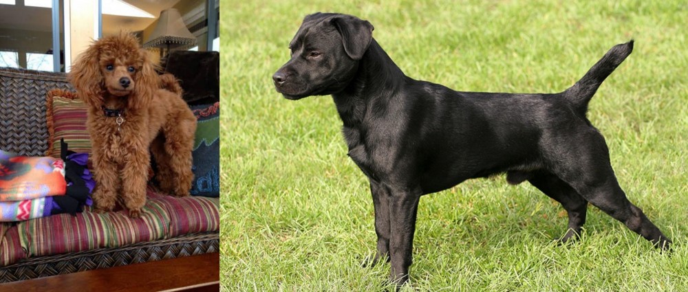 Patterdale Terrier vs Miniature Poodle - Breed Comparison
