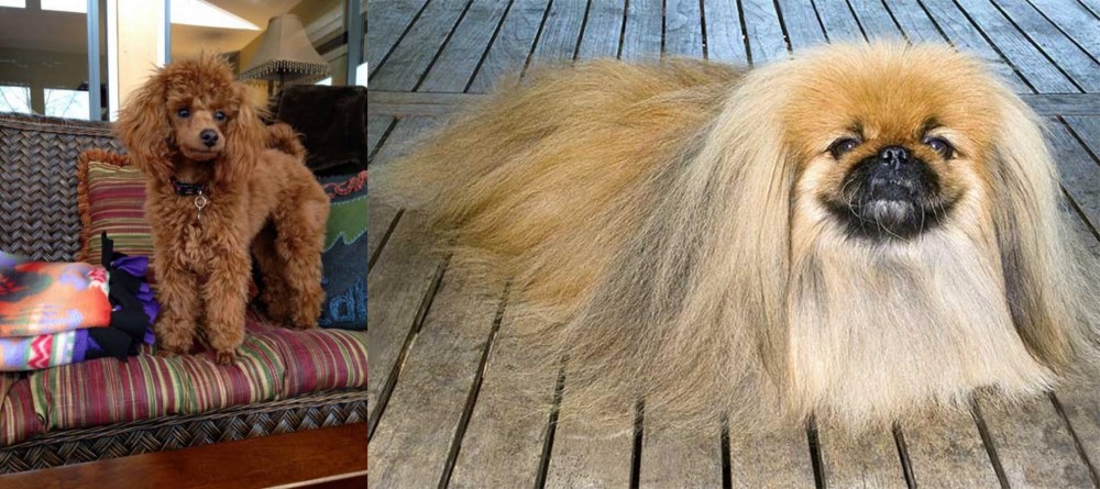 Pekingese vs Miniature Poodle - Breed Comparison