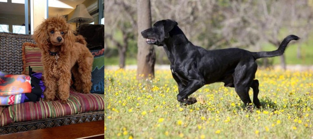Perro de Pastor Mallorquin vs Miniature Poodle - Breed Comparison