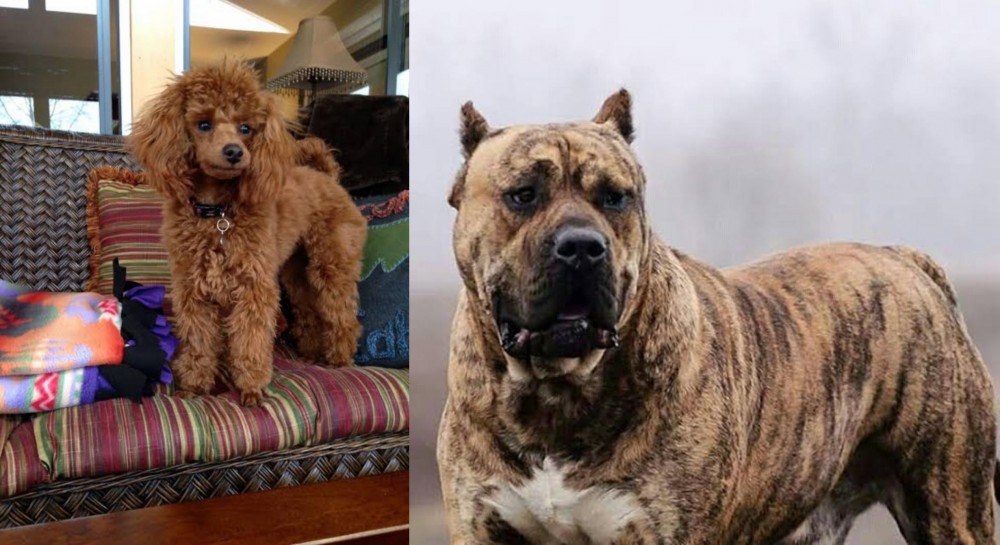 Perro de Presa Canario vs Miniature Poodle - Breed Comparison