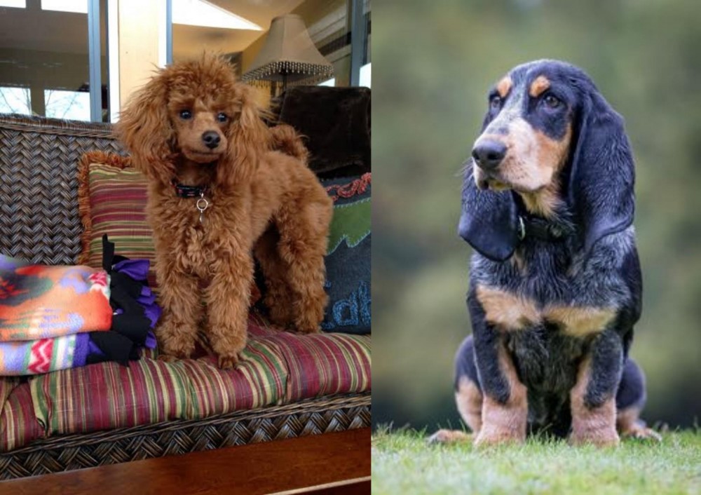 Petit Bleu de Gascogne vs Miniature Poodle - Breed Comparison