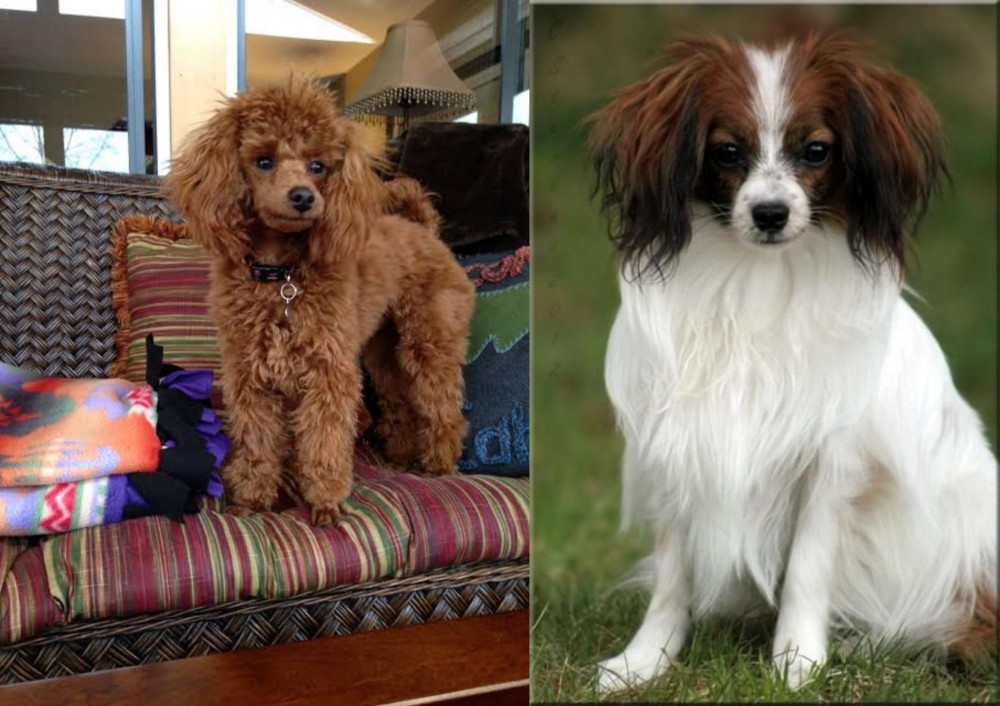 Phalene vs Miniature Poodle - Breed Comparison